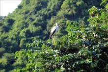 En el jardín de aves Thung Nham. (Foto: VNA)