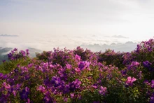 [Foto] Flores “mua” cubren de púrpura provincia de Son La