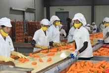 Vietnam saca provecho a multimillonarias exportaciones de verduras y frutas en los primeros nueve meses de 2025. (Foto: Nhan Dan)