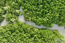 Bosque de manglares de Can Gio, el pulmón verde de Ciudad Ho Chi Minh