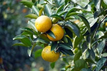 Los huertos de naranjos de Thuong Loc están repletos de fruta, lo que promete una cosecha abundante. (Foto: VNA)