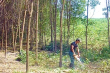Pobladores realizan el aclareo de árboles para formar bosques madereros de gran porte conforme a los estándares del FSC (Consejo de Administración Forestal) en Le Thuy, Quang Tri.