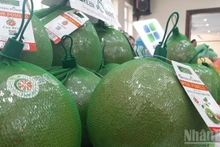 El pomelo será la octava fruta que Vietnam exporta a Australia.