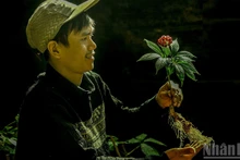 Semillas de ginseng Ngoc Linh cuidadosamente preservadas.