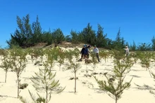 Plantación de bosques sobre arena para prevenir la desertificación en la comuna de Cam Hong, en la provincia de Quang Tri. (Foto ilustrativa)