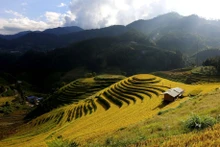 Las terrazas de arroz de Mu Cang Chai son conocidas desde hace tiempo por su belleza natural y sus paisajes de postal. (Foto: Tuan Anh/VNA).