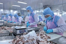 Procesamiento de pulpo para exportación al mercado japonés en la empresa Huy Nam, provincia de An Giang. (Foto: VNA)