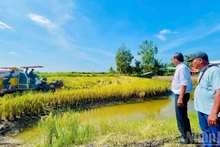 El ingeniero Ho Quang Cua, Héroe del Trabajo de Vietnam y creador de la marca de arroz ST25, y el agricultor Tran Hoang Giang, de la comuna de Dong Hoa, supervisan el proceso de cosecha del arroz ST25.