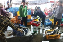 Comerciantes compran peces en el puerto de Hon Ro. (Foto: VNA)