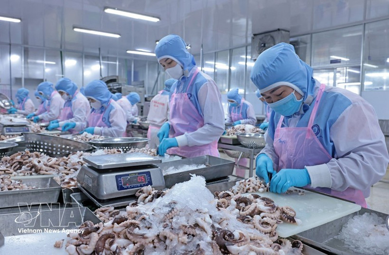 Procesamiento de pulpo para exportación al mercado japonés en la empresa Huy Nam, provincia de An Giang. (Foto: VNA)