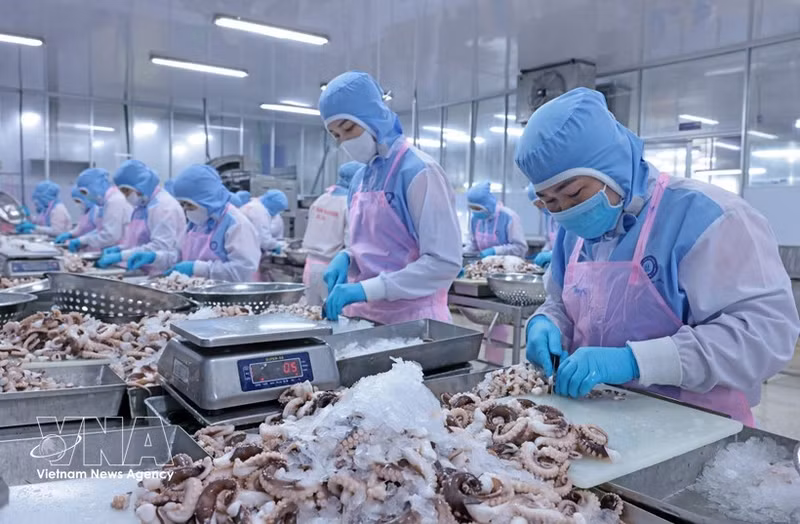 Procesamiento de pulpo para exportación al mercado japonés en la empresa Huy Nam, provincia de An Giang. (Foto: VNA)