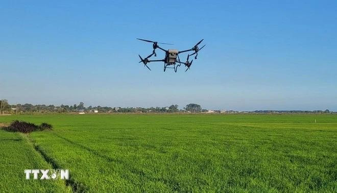 Control de dispositivos aéreos no tripulados según el esquema de disposición de ensayos en el arrozal. (Foto: VNA)