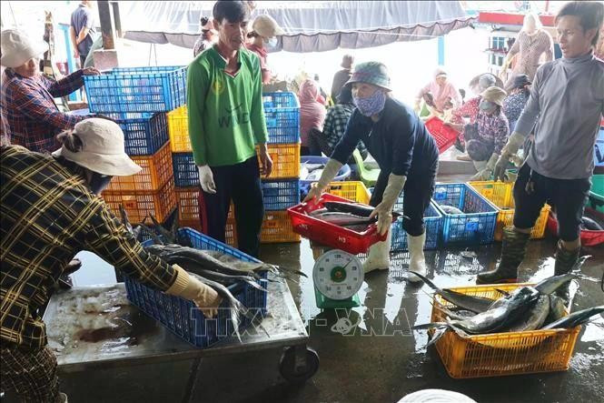 Comerciantes compran peces en el puerto de Hon Ro. (Foto: VNA)