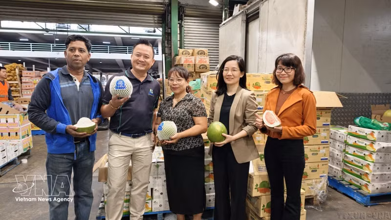 Los primeros pomelos vietnamitas se ponen a la venta en el mayor mercado mayorista de Sídney, Australia, en abril de 2026. (Foto: VNA)