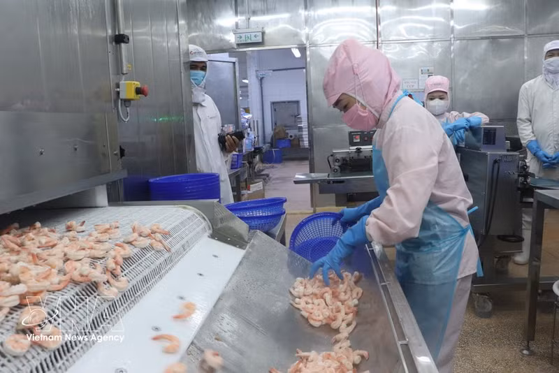 Aplicación de tecnología en la producción de camarón para la exportación en Ca Mau. (Foto: VNA)