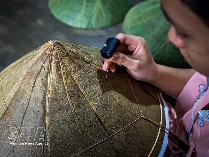 La etapa de cosido del sombrero requiere una gran concentración. Cada puntada de aguja que atraviesa las capas de hojas de loto debe realizarse con precisión para evitar que las hojas se rasguen y, al mismo tiempo, mantener una superficie lisa y uniforme. (Foto: VNA)