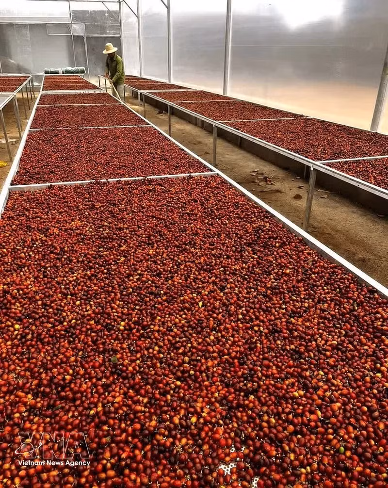 Las condiciones naturales particulares de Khe Sanh aportan al café su aroma, acidez suave y retrogusto dulce característicos. Se trata de una de las mayores y más reconocidas zonas de producción de café arábica de Vietnam. (Foto: VNA)