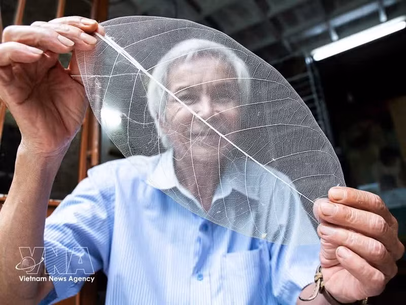 Tras el tratamiento, el esqueleto de la hoja de almendro se vuelve extremadamente fino y transparente, como una delicada capa de velo. (Foto: VNA)