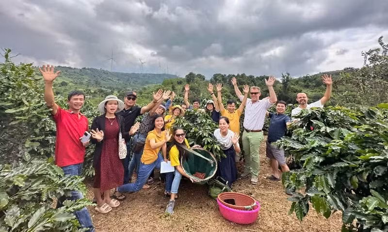 El café solo se recolecta cuando más del 95% de los frutos han alcanzado la madurez. El ciclo de preprocesamiento, secado y conservación se controla estrictamente, contribuyendo a crear la calidad y el valor distintivo del café de Khe Sanh. (Foto: VN)