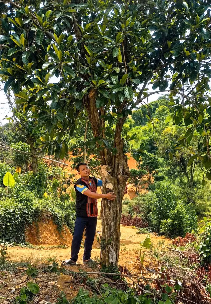 Los antiguos cafetos Liberica en Khe Sanh (Quang Tri), vestigios de una región cafetalera con una historia de un siglo. (Foto: VNA)