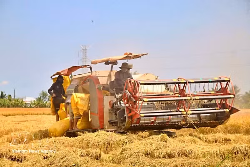 Agricultores de Ca Mau en la cosecha de invierno-primevera. (Foto: VNA)