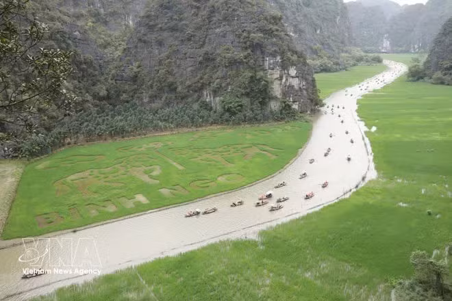 Aunque el arroz aún está verde, el paisaje ya empieza a tomar forma y atrae a numerosos visitantes. (Foto: VNA)