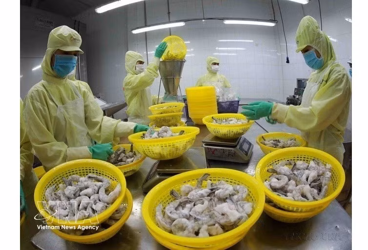 Procesamiento de camarones congelados para exportación en la fábrica del Grupo Minh Phu en la provincia de Hau Giang. (Foto: VNA)