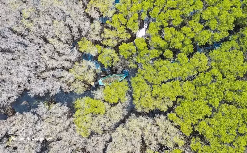 Las hojas del mangle negro de flores blancas (Lumnitzera racemosa) cambian progresivamente de verde a amarillo hasta adquirir un tono blanquecino, creando un paisaje singular de gran valor escénico. (Foto: VNA)