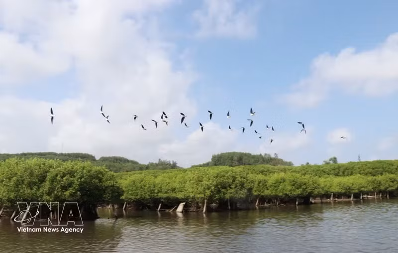 Tras su recuperación, la zona ha favorecido el retorno de numerosas especies de aves para su reproducción. (Foto: VNA)