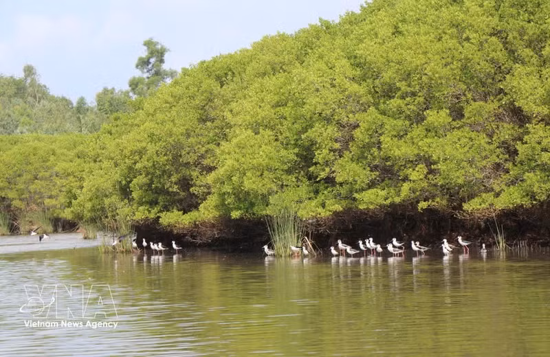 El área constituye un importante refugio para aves silvestres que anidan en el ecosistema. (Foto: VNA)