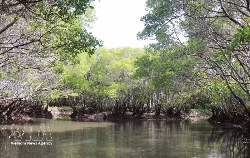 Ejemplares maduros de mangle negro de flores blancas conforman un bosque antiguo dentro del manglar. (Foto: VNA)