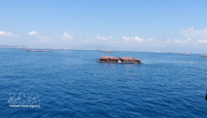 Las jaulas de alta tecnología para la cría de peces marinos de la Cooperativa de Acuicultura Marina de Cam Ranh son un modelo avanzado. (Foto: VNA)