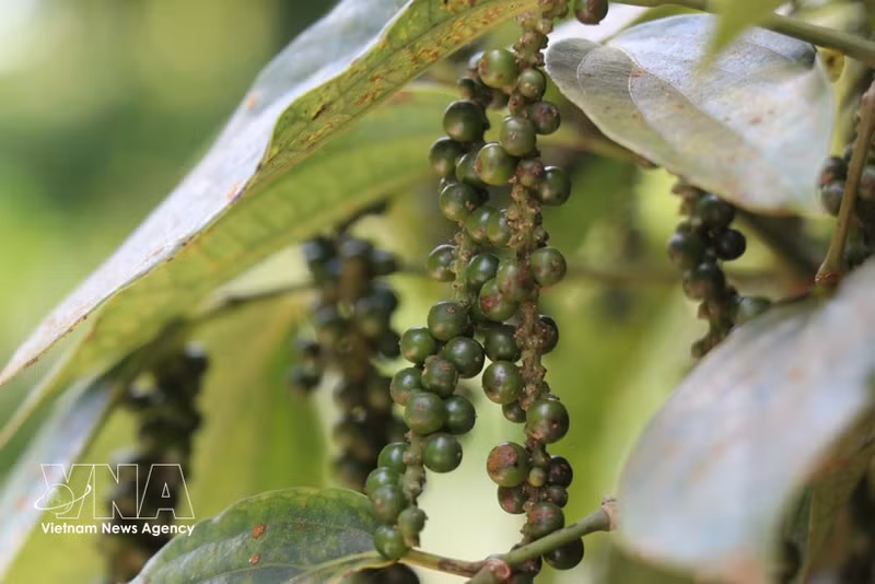 Foto de ilustración. (Foto: VNA)