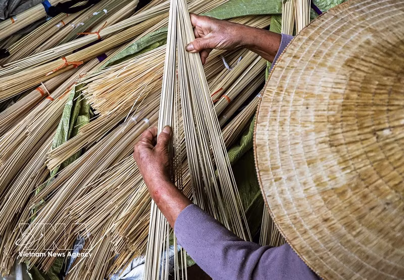 La médula de bambú es el material que se utiliza para hacer los anillos de los sombreros. Cada sombrero de la aldea de Chuong tiene 16 anillos, incluyendo 15 anillos hechos de médula de bambú y un anillo de bambú para el borde. (Foto: VNA)