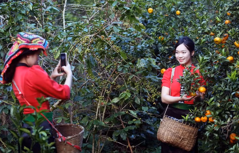 Visitantes recorren el huerto de mandarinas en la aldea de Muong Yen, en el barrio de Chieng Coi. (Foto: VNA)
