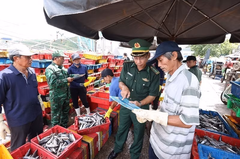 Guardias fronterizos realizan labores de divulgación entre los pescadores sobre la explotación pesquera conforme a las normas de la pesca, en el puerto pesquero de Quy Nhơn, provincia de Gia Lai. (Foto: VNA)