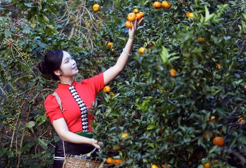 Visitantes recorren el huerto de mandarinas en la aldea de Muong Yen, en el barrio de Chieng Coi. (Foto: VNA)