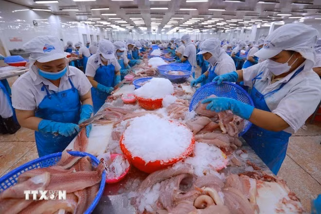 Procesamiento de productos acuícolas para la exportación. (Foto: VNA)