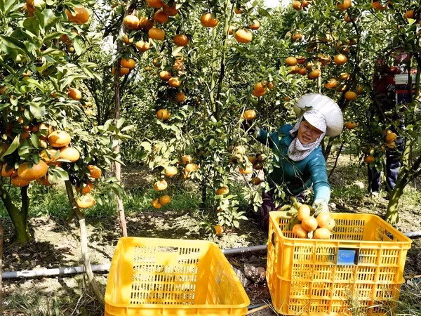 Foto ilustrativa. (Fuente: VNA)
