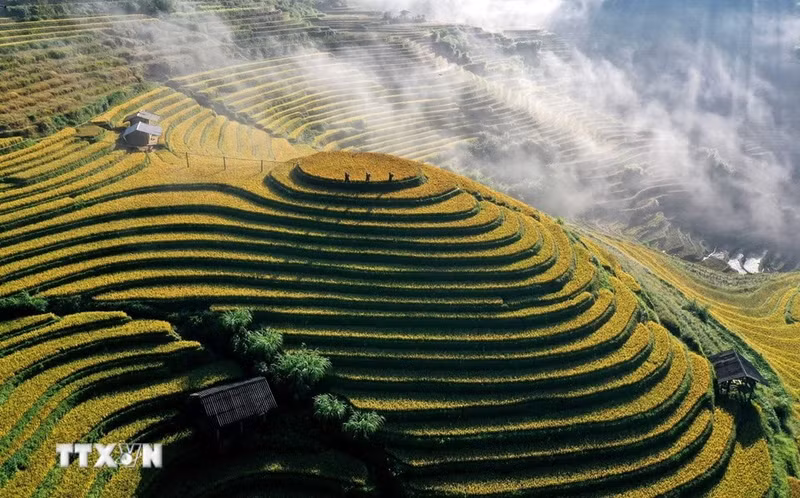 En otoño, el valle de Pung Luong brilla con el resplandor dorado de los campos maduros, intercalados entre el verde intenso de los bosques. (Foto: Tuan Anh/VNA)
