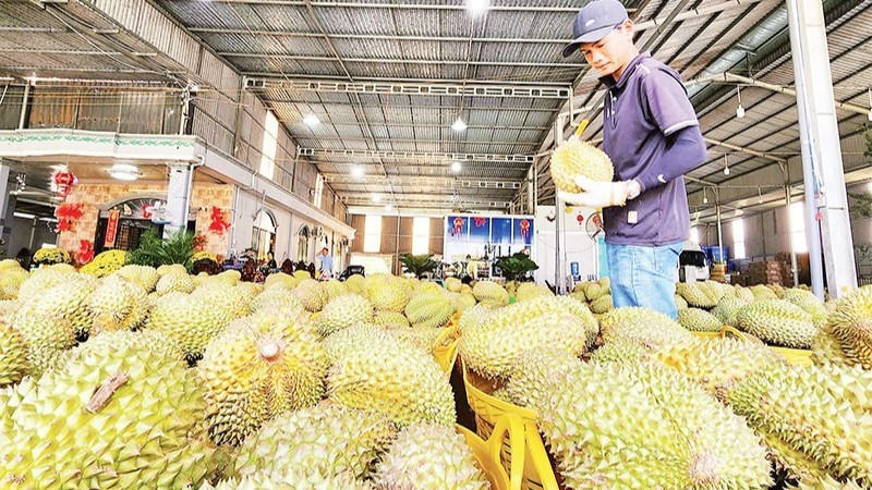 Durían vietnamita para exportación. (Foto: Nhan Dan)