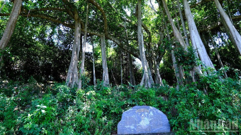 Árbol baniano patrimonial en la península de Son Tra.
