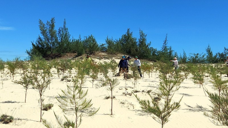 Plantación de bosques sobre arena para prevenir la desertificación en la comuna de Cam Hong, en la provincia de Quang Tri. (Foto ilustrativa)