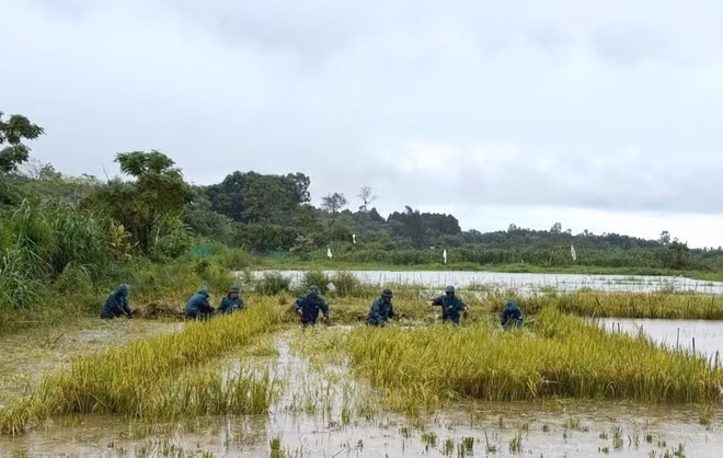 Milicianos de la comuna de Vinh Hoang, bajo el Comando Militar de la provincia de Quang Tri, ayudan a la gente a cosechar arroz. (Foto: VNA)
