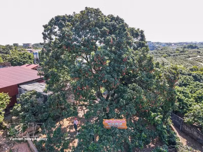 El árbol de lichi tiene más de 100 años y pertenece a la variedad original de lichi de maduración temprana de Phuc Hoa. Es un símbolo cultural, un recuerdo y un orgullo para muchas generaciones de la población local. (Foto: VNA)