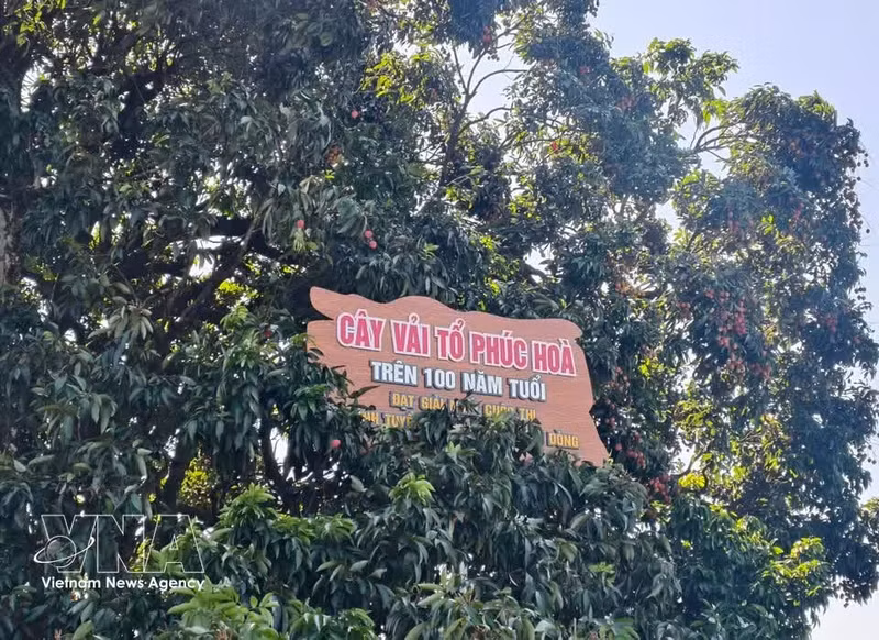El árbol de lichi ancestral es el orgullo de los cultivadores de ese fruto en Bac Ninh. (Foto: VNA)