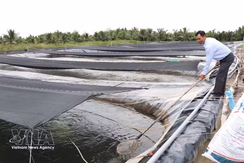 Criadero de alevines de tilapia de la empresa Cuu Long en la comuna de Vinh Kim, provincia de Vinh Long. (Foto: VNA)