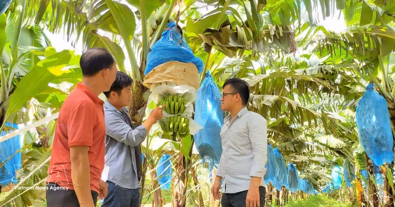 Plantación de banano cultivada según los estándares de la empresa conjunta agrícola de alta tecnología Hung Son en la provincia de Gia Lai. (Foto: VNA)