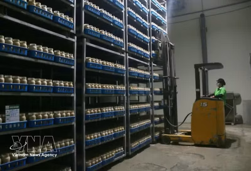 Los robots que realizan tareas de carga y descarga ayudan a reducir el trabajo manual y a mejorar la eficiencia laboral. (Foto: VNA)