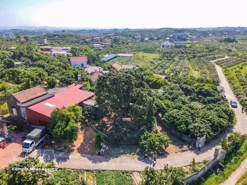 El árbol de lichi tiene más de 100 años y pertenece a la variedad original de lichi de maduración temprana de Phuc Hoa. Es un símbolo cultural, un recuerdo y un orgullo para muchas generaciones de la población local. (Foto: VNA)